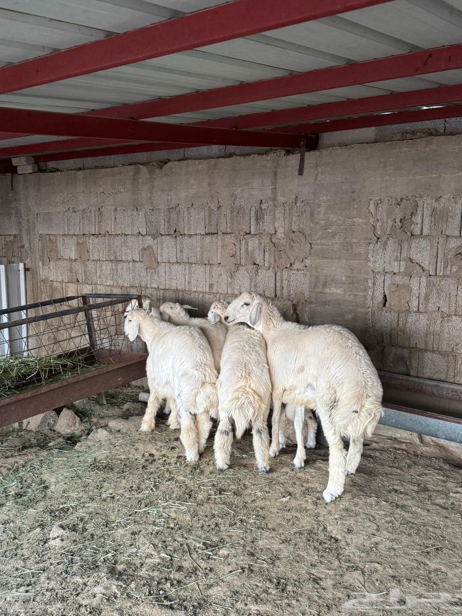 طليان ذبايح للبيع64612530509058112