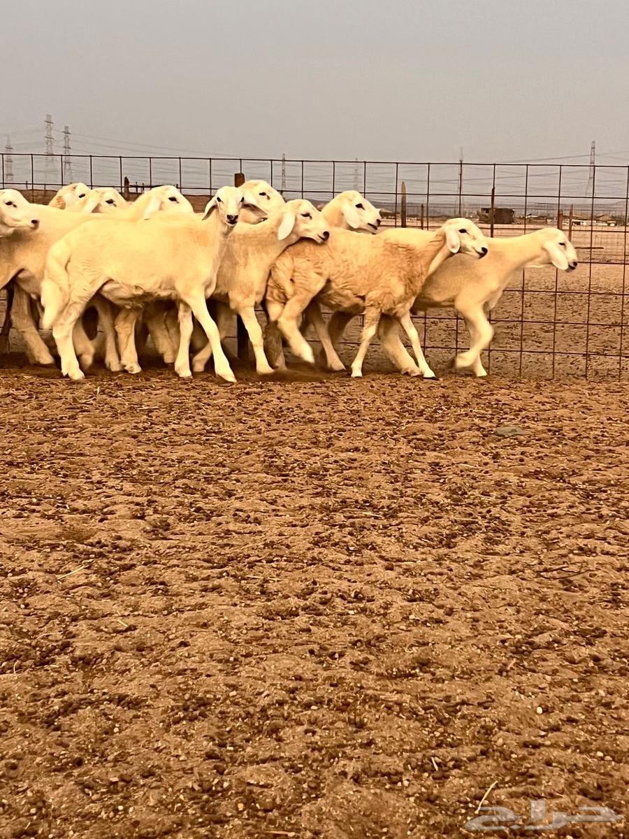 طليان مناسبات للبيع64615362187137112