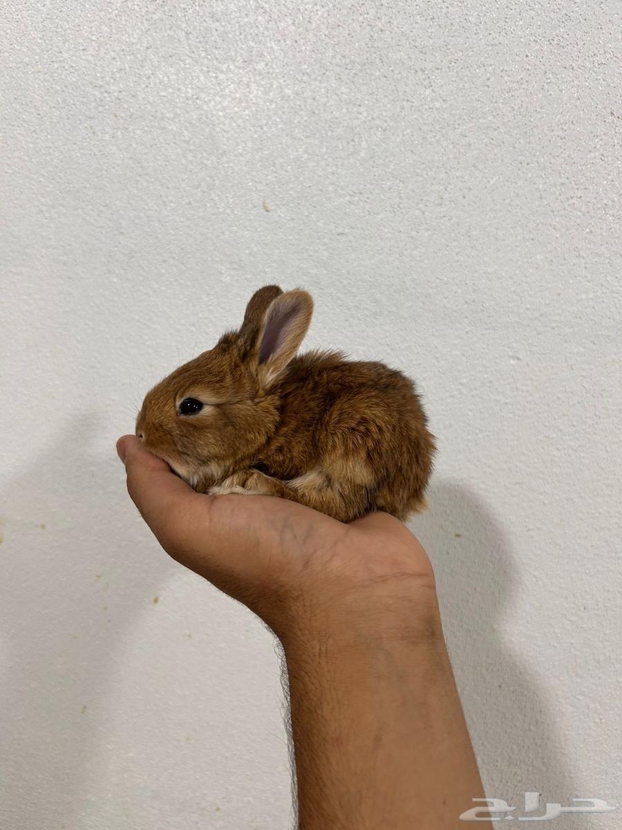 ارانب نذر لاند الهولندية القزمية64606233502083110