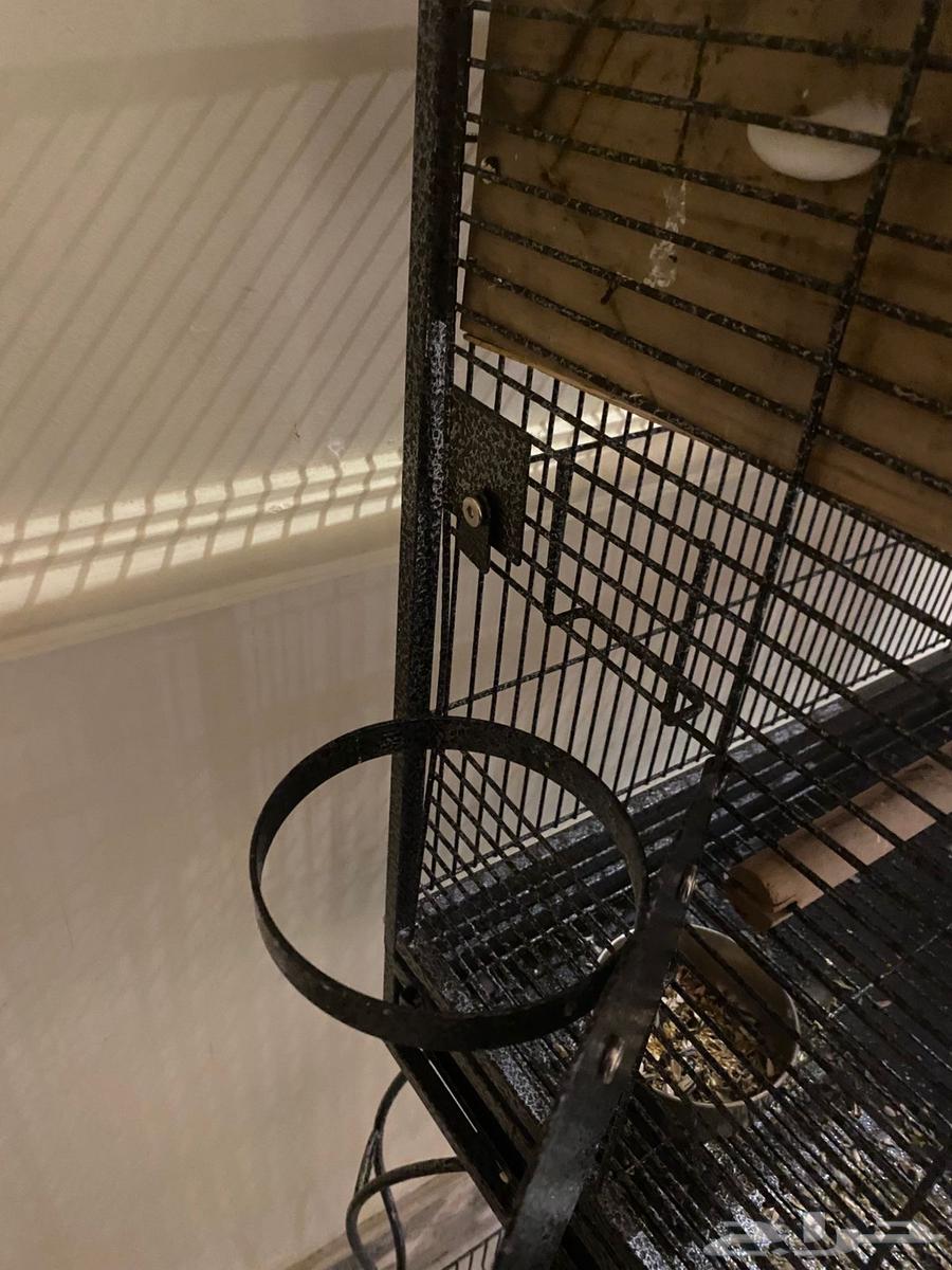 طيور للبيع   قفص64612530523651114