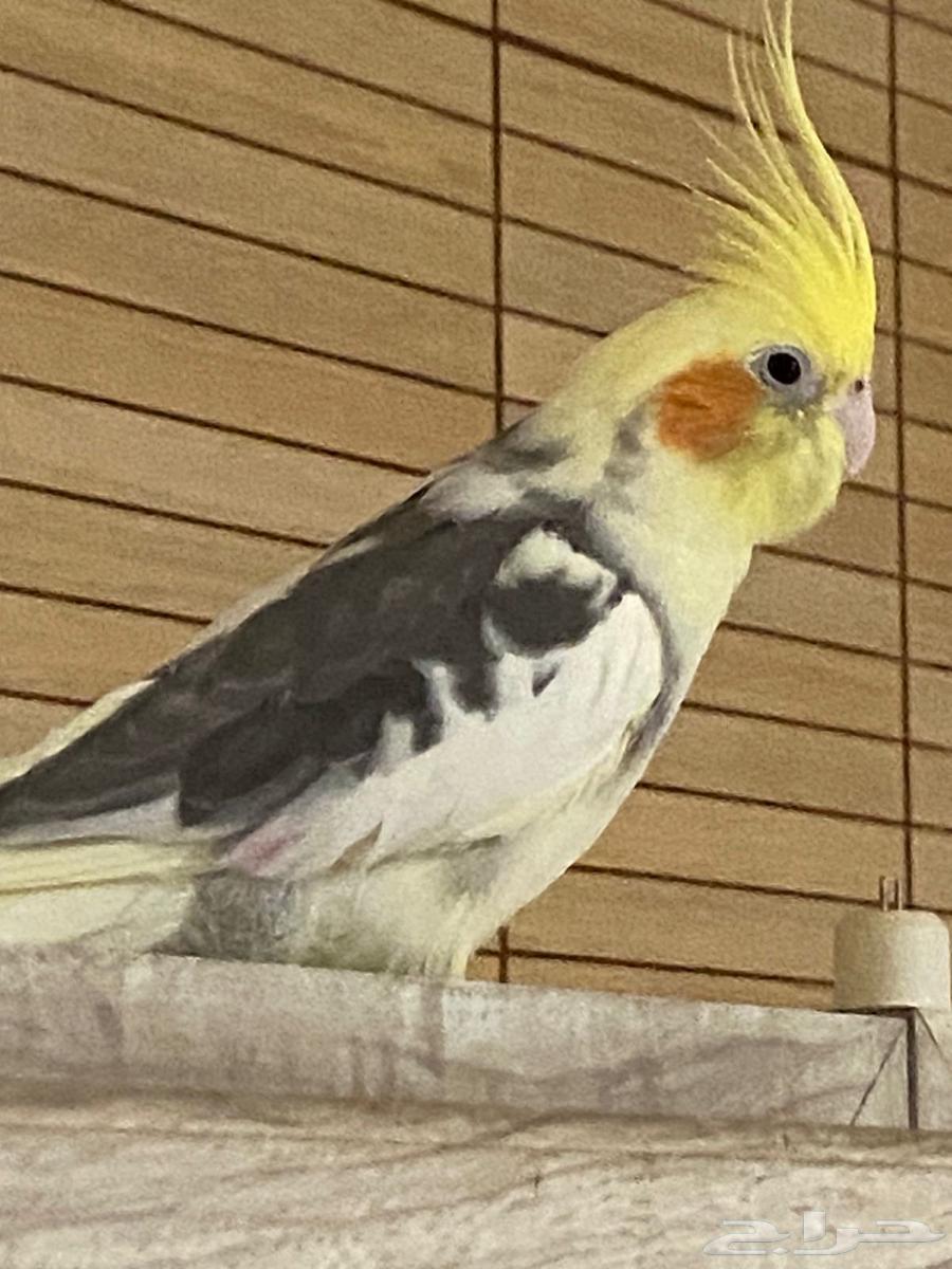 طيور للبيع   قفص64612530523651110