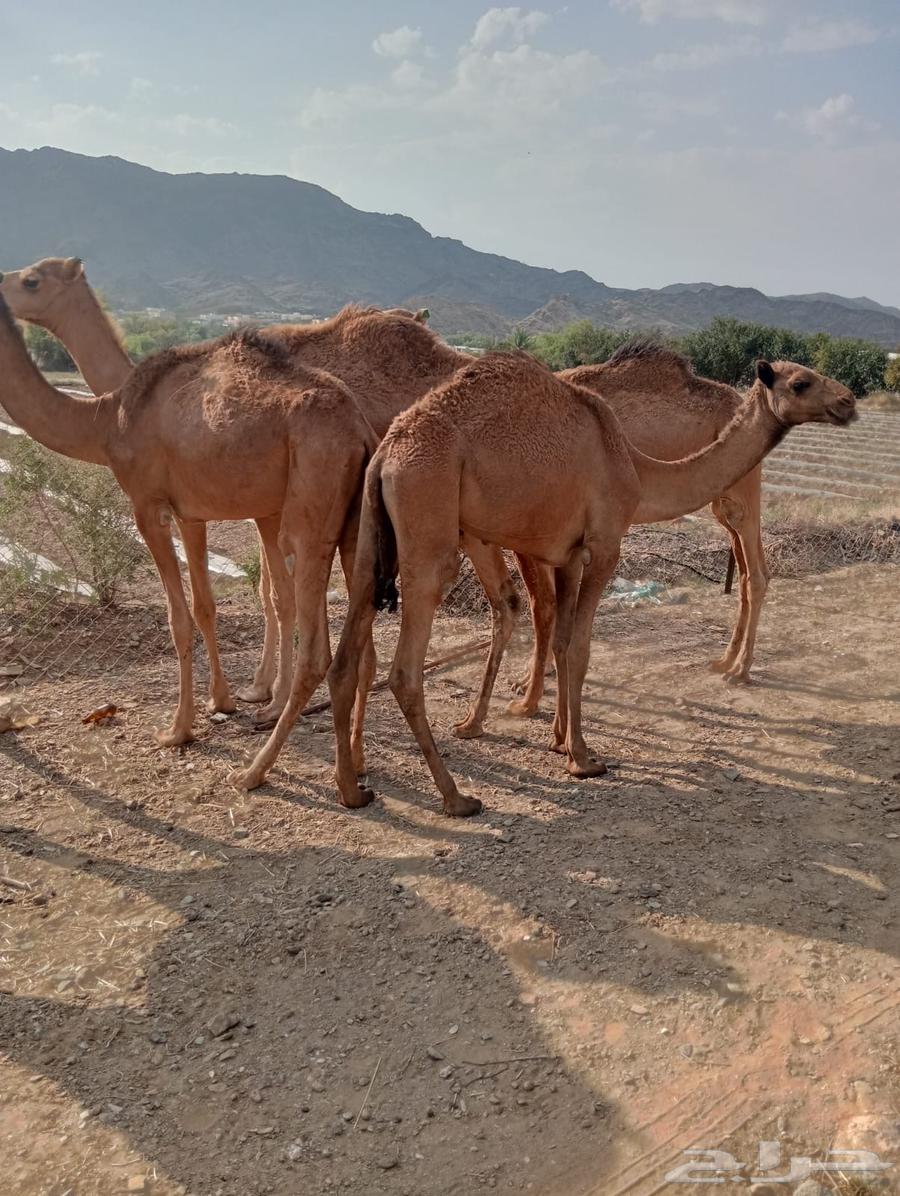 قعدان صومالي وتيوس تربيه وأوزان طيبه64610654285313112