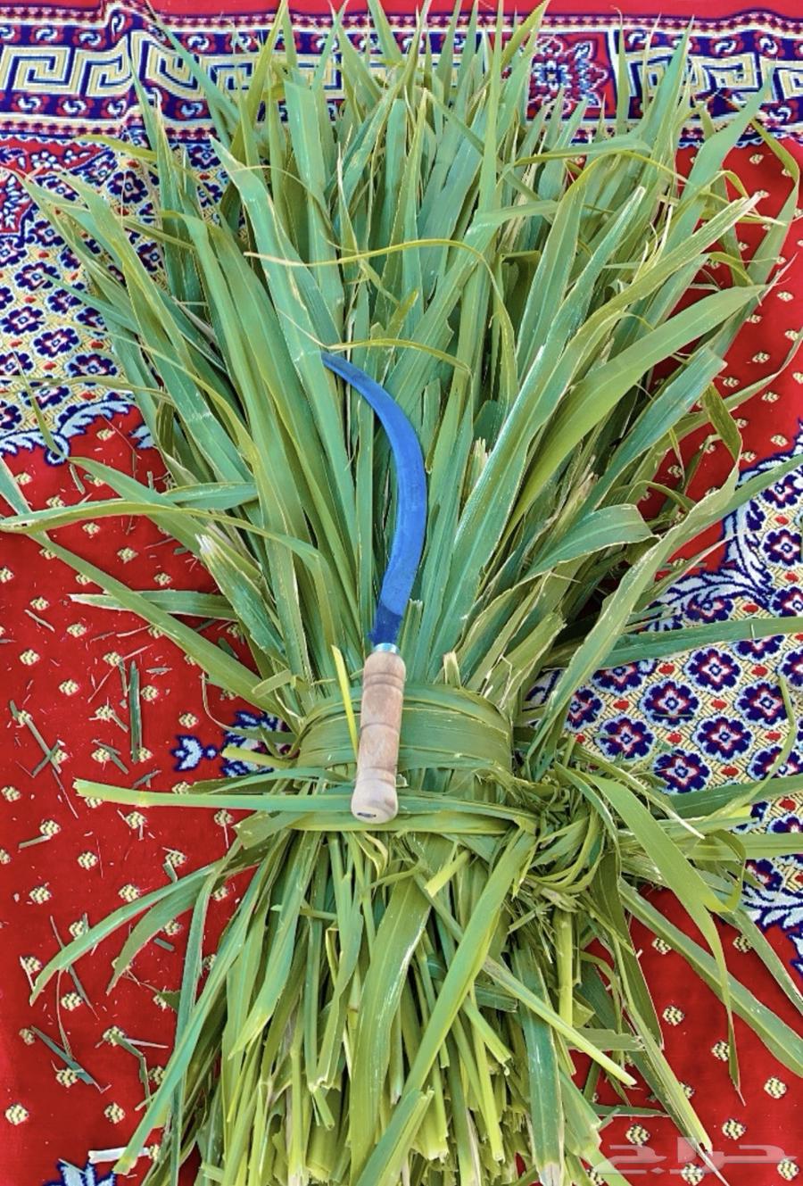 اعلاف وشتلات بونيكام اسباني سوبر مموباسا64612115173505111