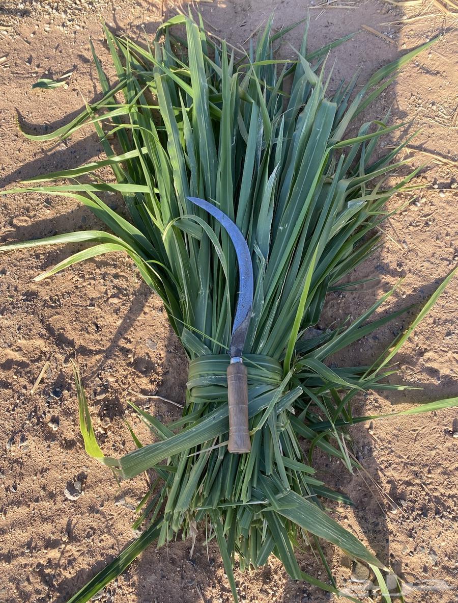 اعلاف وشتلات بونيكام اسباني سوبر مموباسا64612115173505110