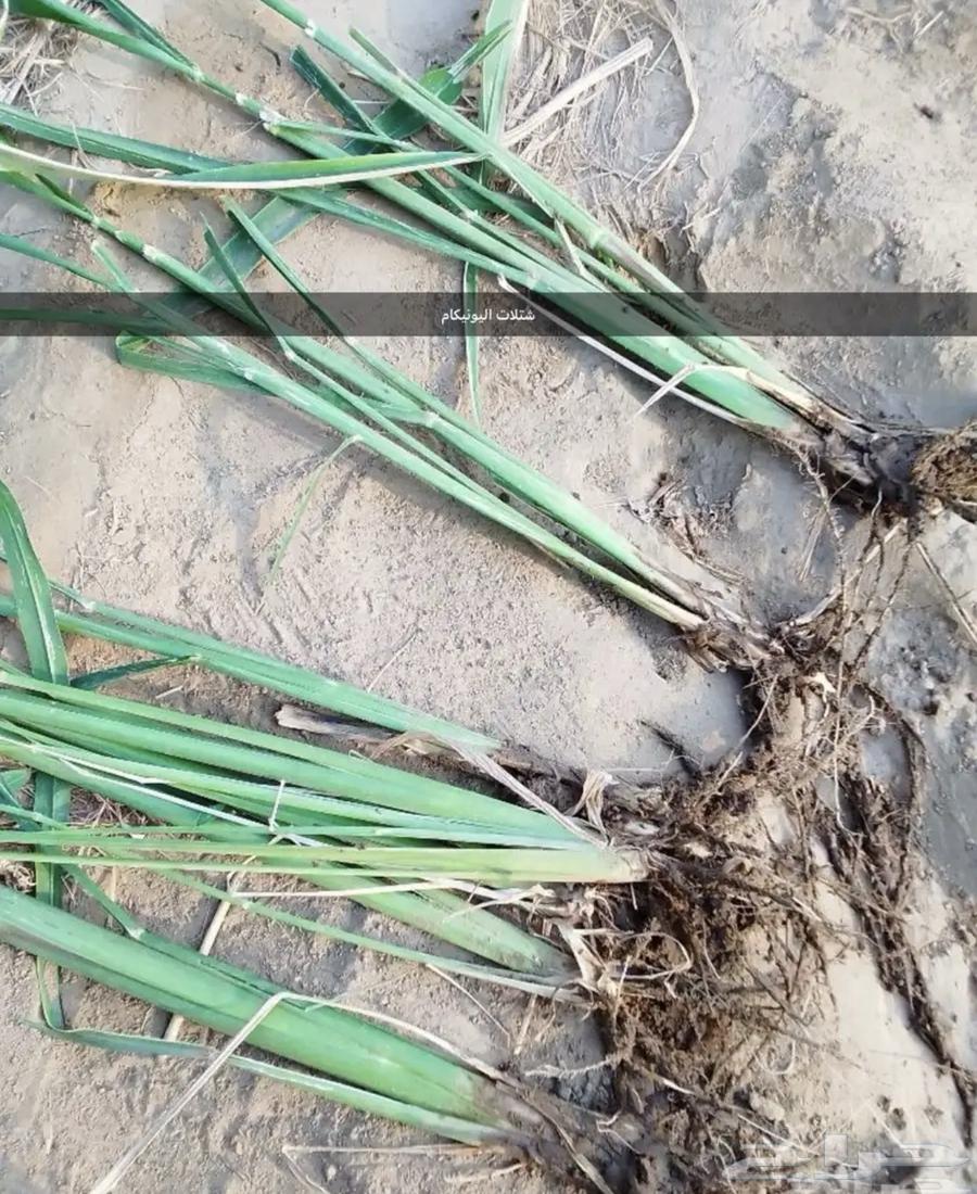 اعلاف وشتلات بونيكام اسباني سوبر مموباسا64612115173505113