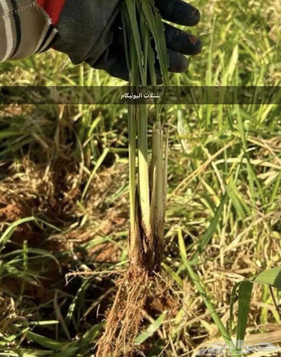 اعلاف وشتلات بونيكام اسباني سوبر مموباسا64612115173505114