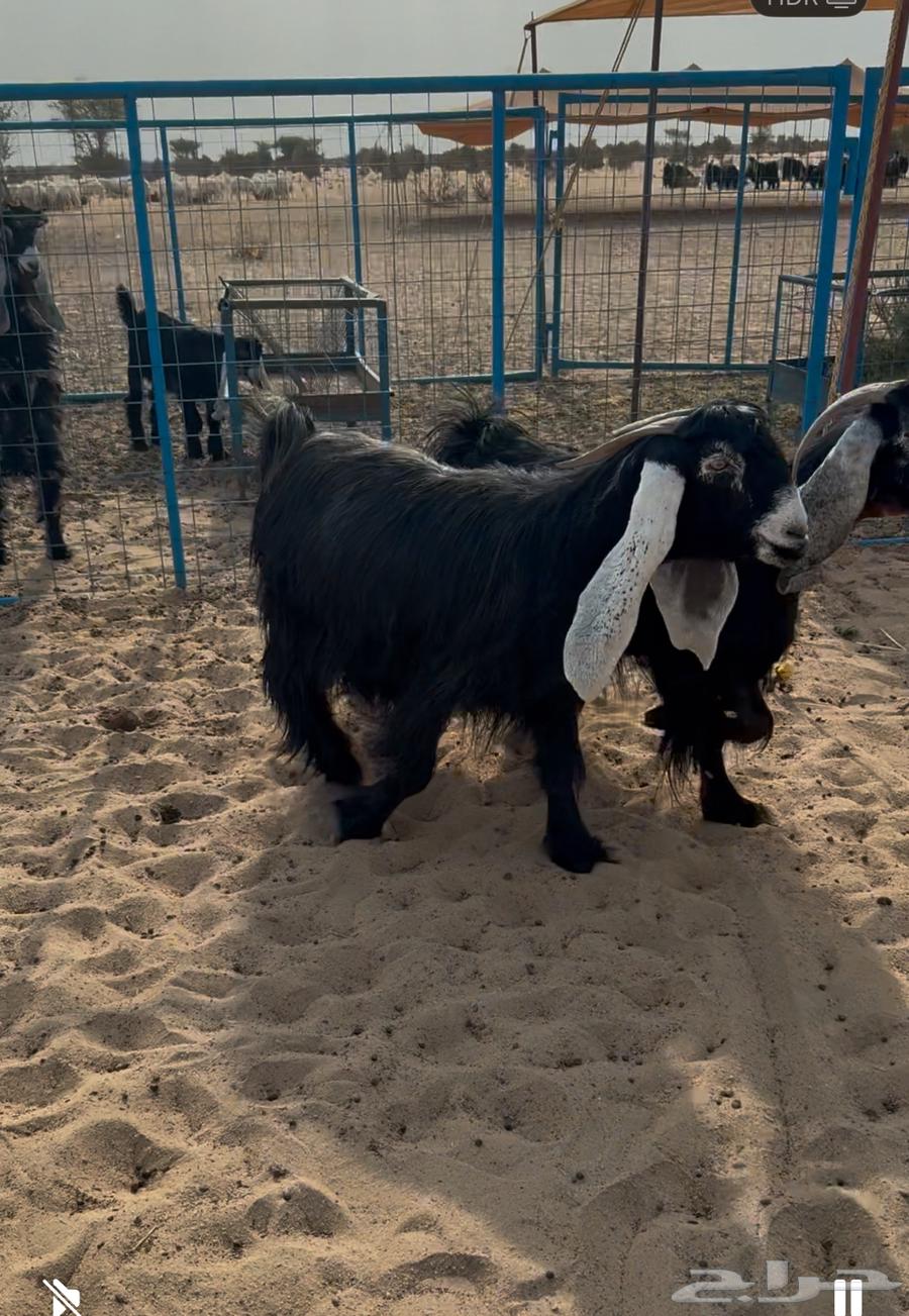 للبيع معزا عوراض صنف الصنف64611405229570112