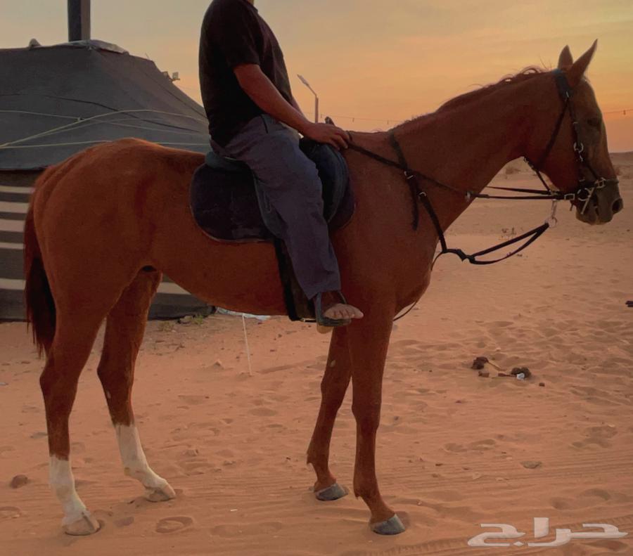 حصان انقليزي مخصي شيخ64615263212290110
