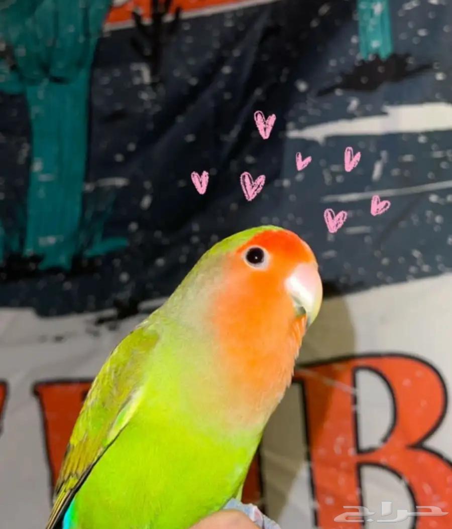 روز ذكر للبيع مستعجل ( انباع )64611067327361110