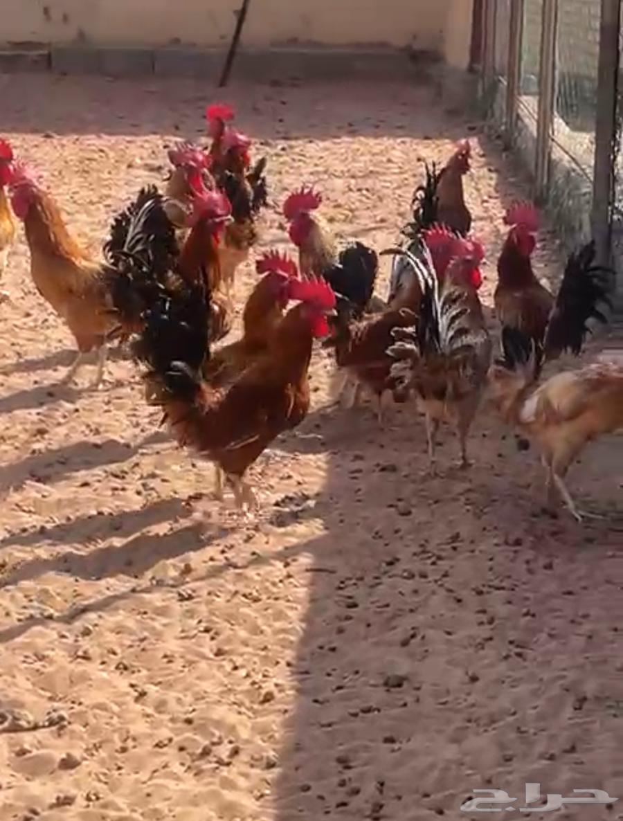 ديوك للبيع64610318080002111