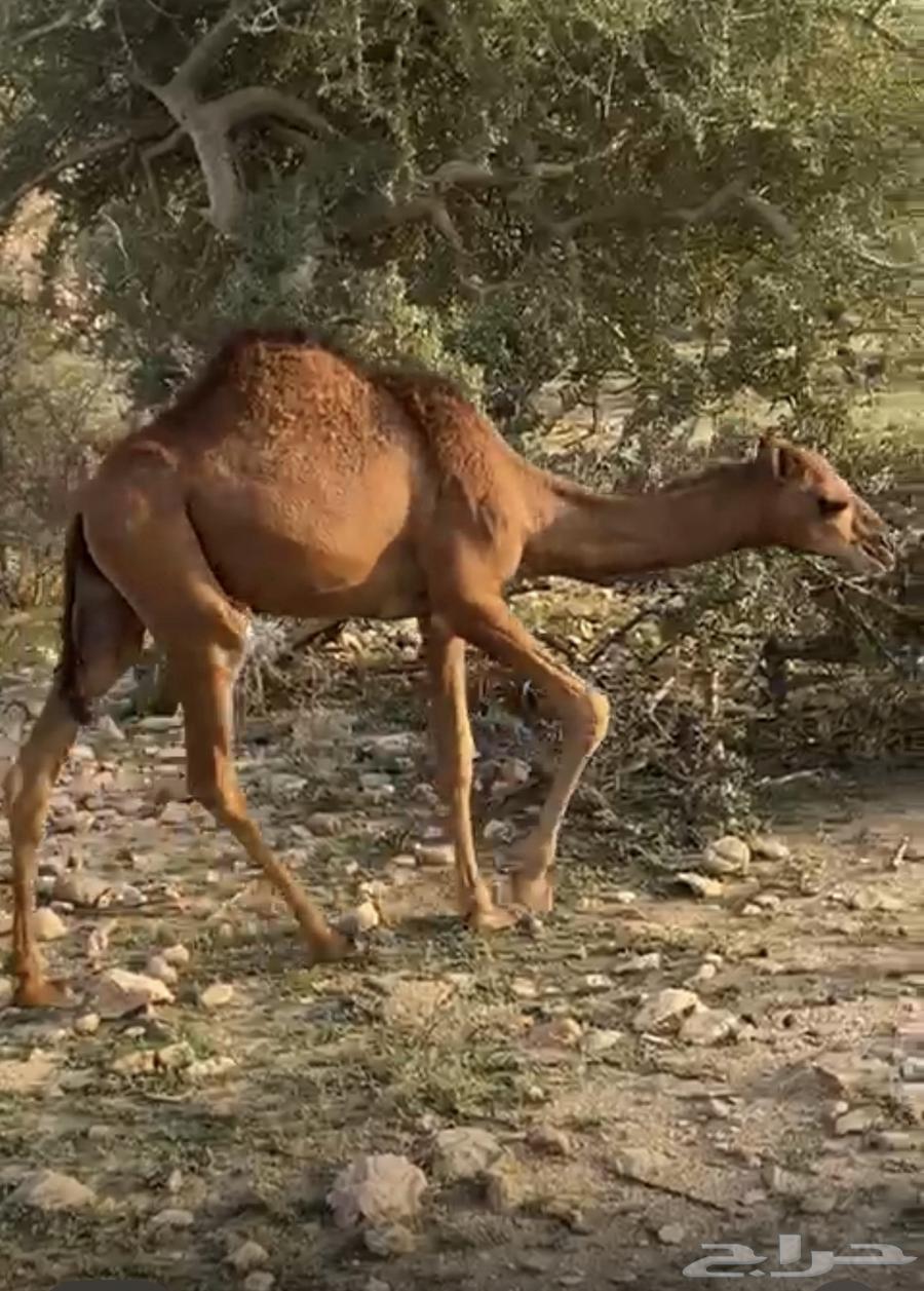 قعود سمين للبيع64612326332929112