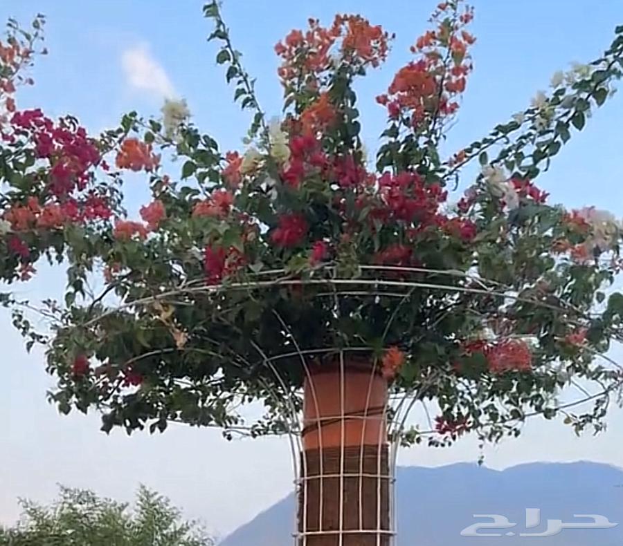 استاند اشجار جهنميه وغيرها من الاشجار المستلقه64611879880194113