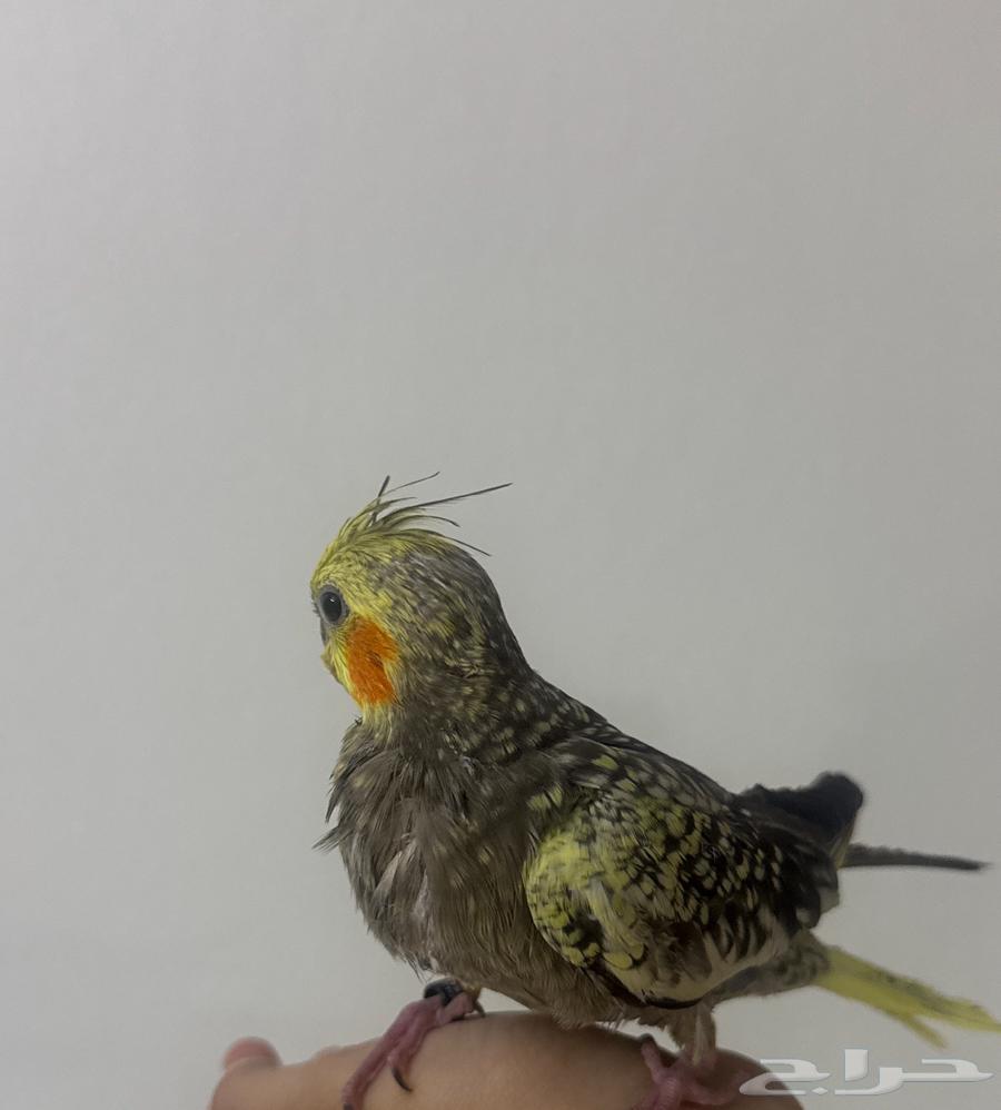 طير كراون مع قفص و العابه64606947493123112