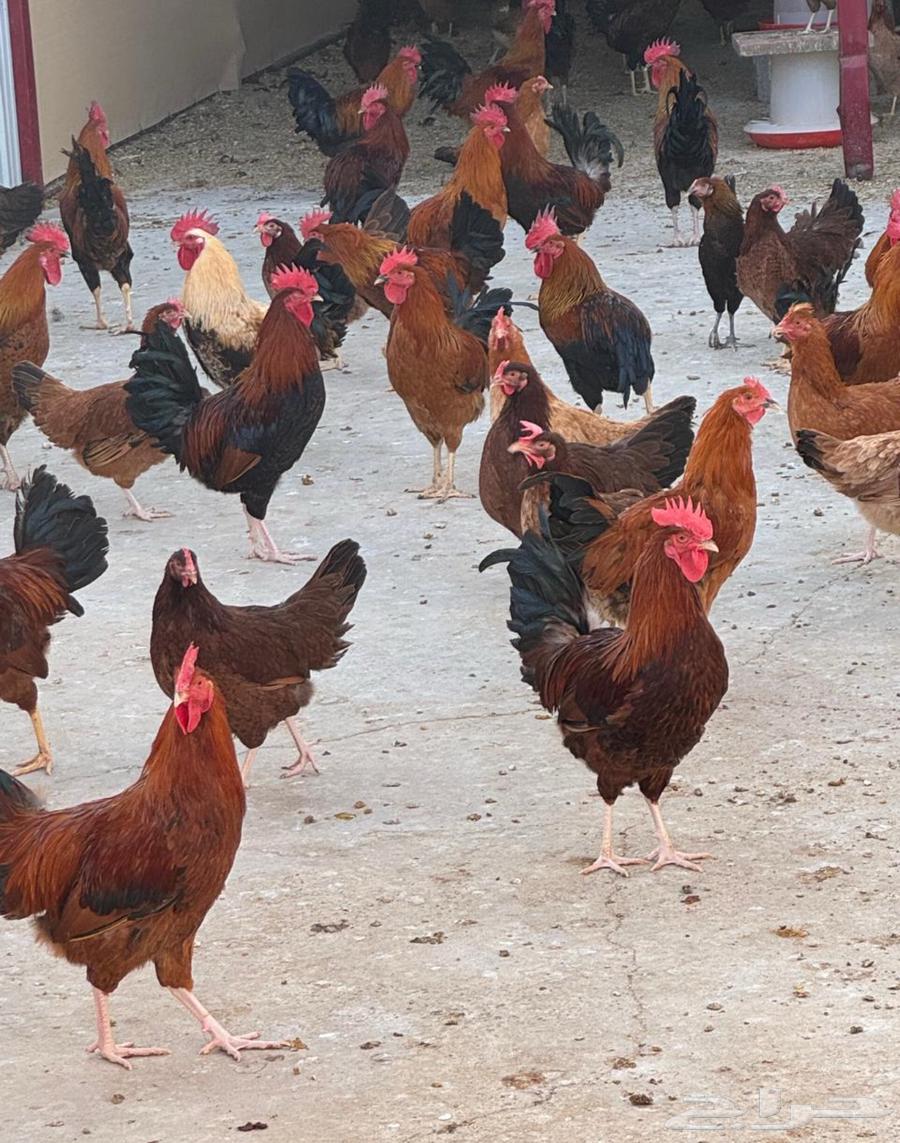 دجاج فرنسي بشاير جمله64614930200451110