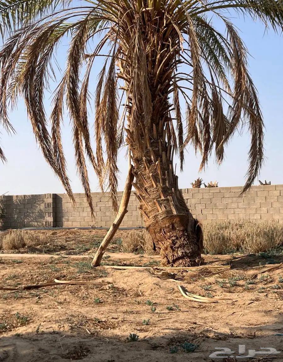 سعف نخل للبيع فيه طايح وفيه في النخل64611380267651110