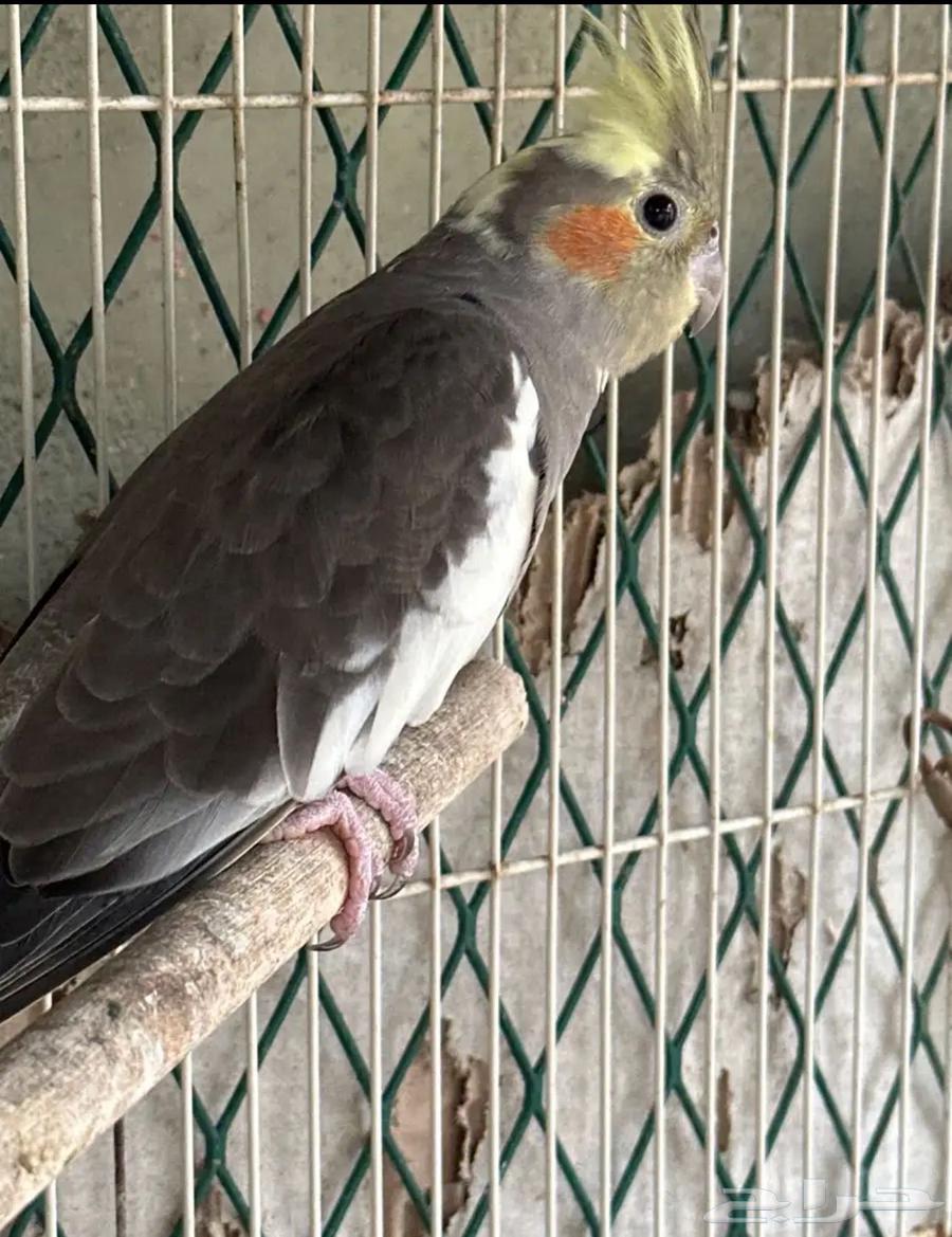 Crowned Pigeon Pair Producing Chicks, Sale Without Chicks, Quantity: 364613178125953110