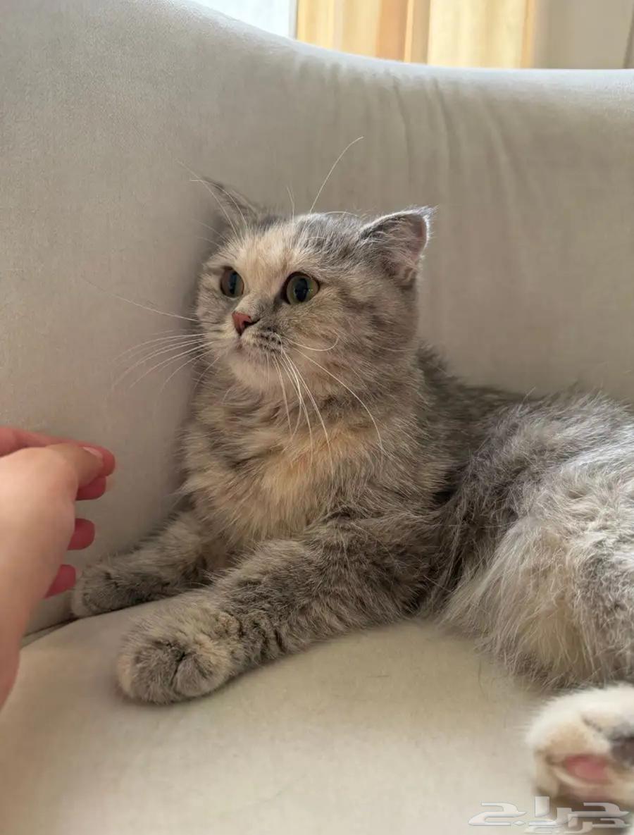 سكوتش انثى للبيع64610542897667112