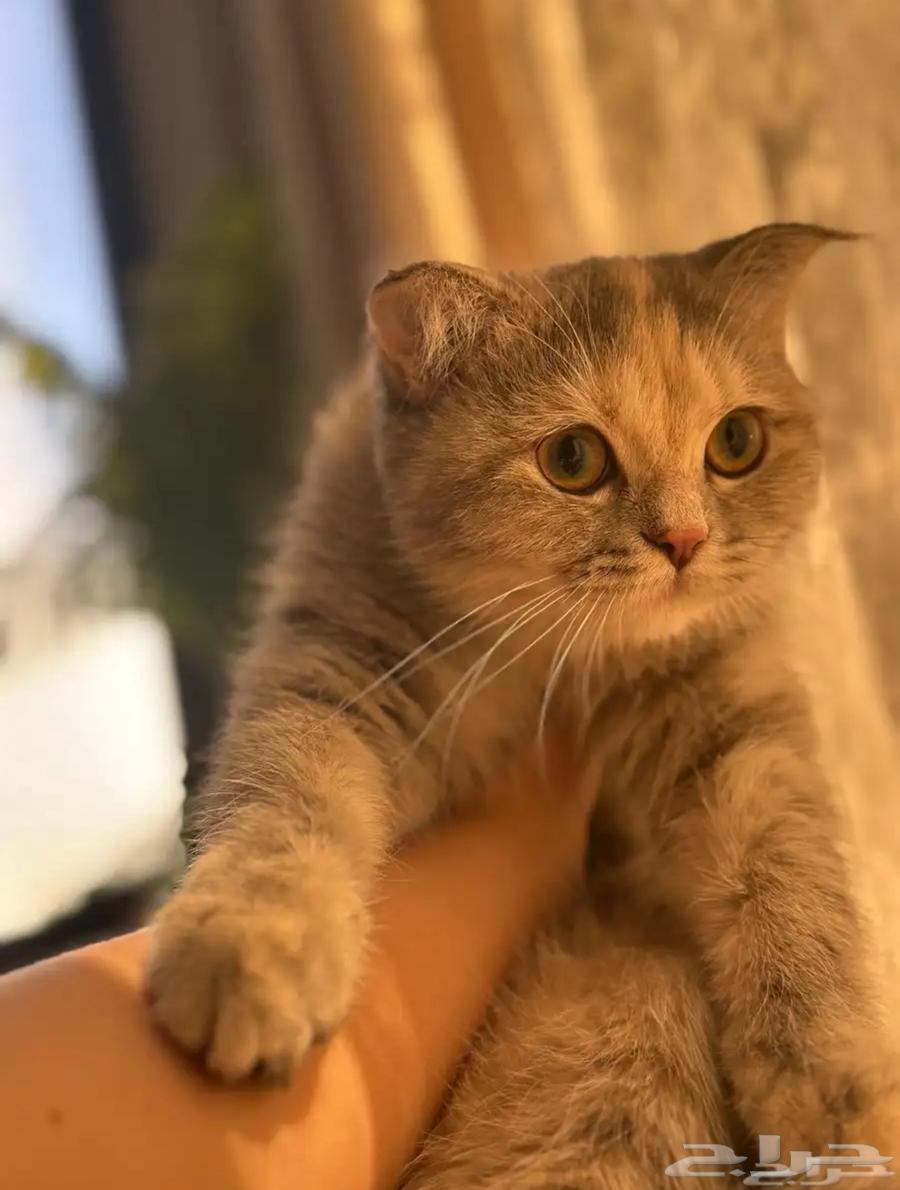 سكوتش انثى للبيع64610542897667111