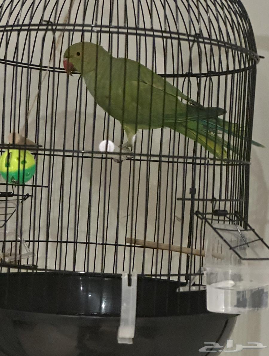 بغبغاء دره الهندي للبيع 5 شهور مدري 6 شهور عمره64607233924993111