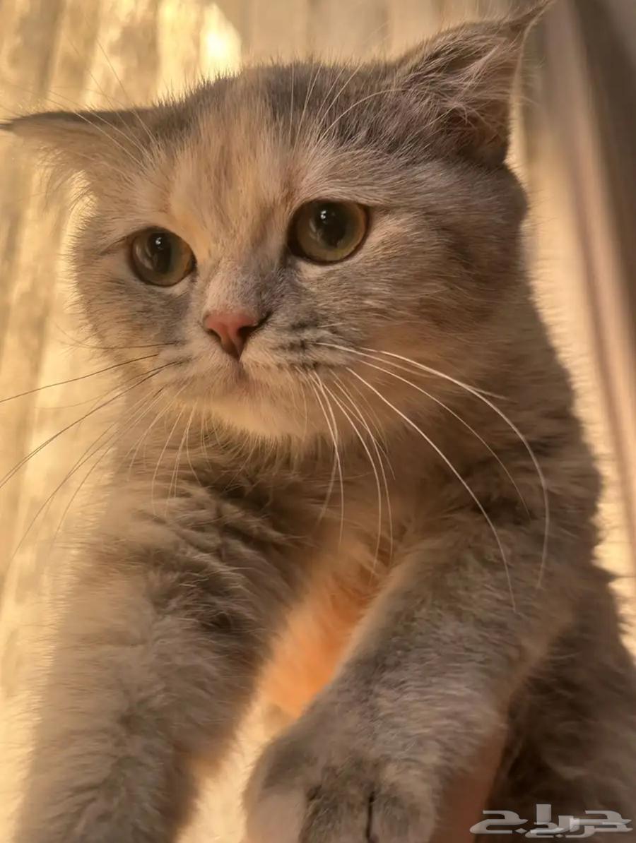 سكوتش انثى للبيع64610542897667113