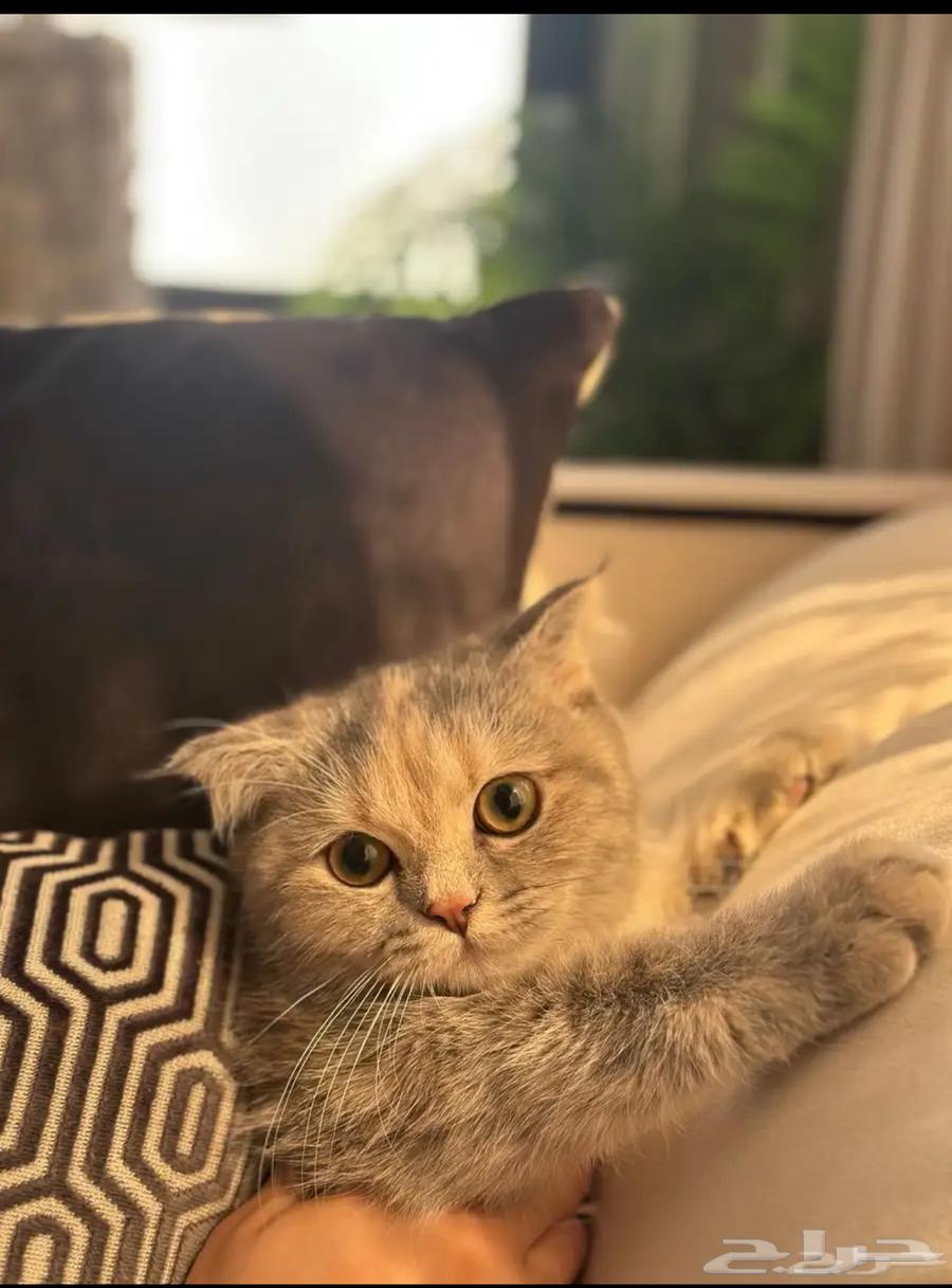 سكوتش انثى للبيع64610542897667110