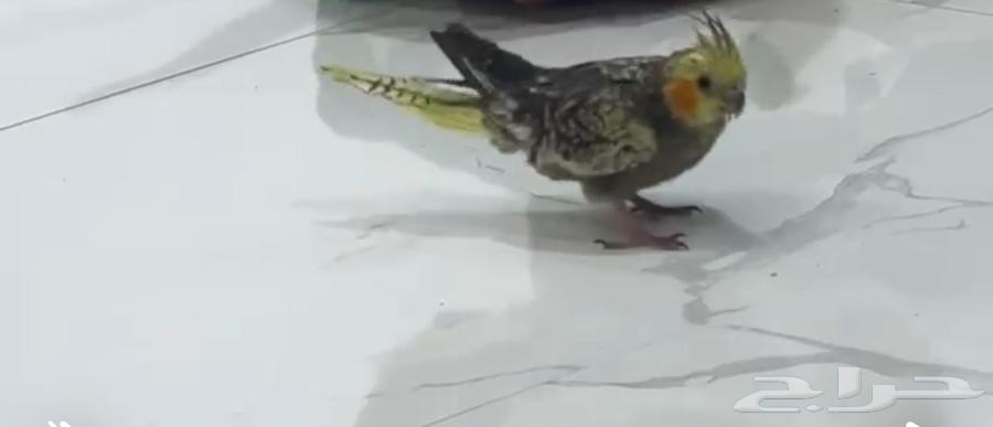 طير كراون مع قفص و العابه64606947493123110