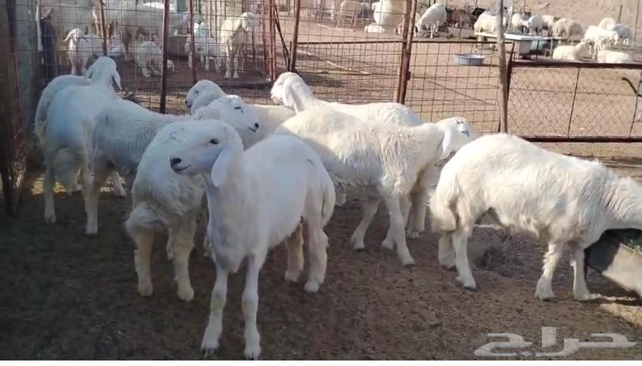 طليان فاخره64613875875586110