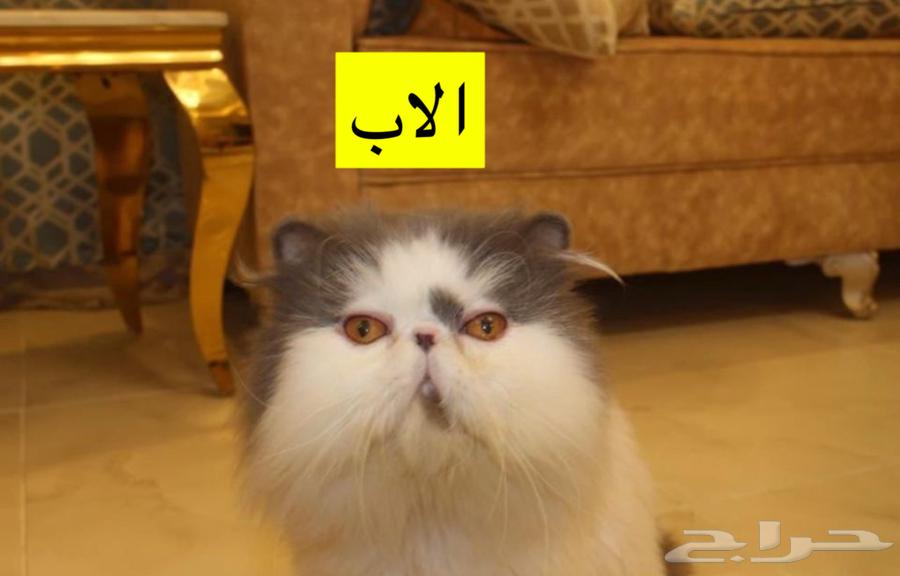 Reserved64606148471938114