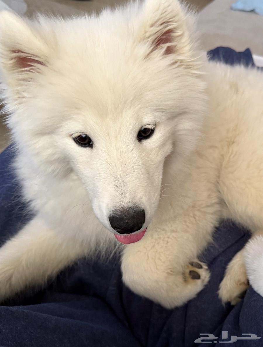 الرياض  النخيل64608911236482110