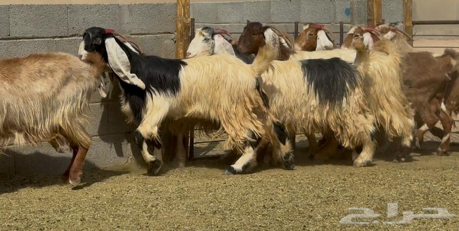 معزا طيبه الغالب دفيع العدد 1064614148332419110