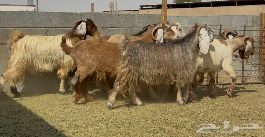 معزا طيبه الغالب دفيع العدد 1064614148332419112