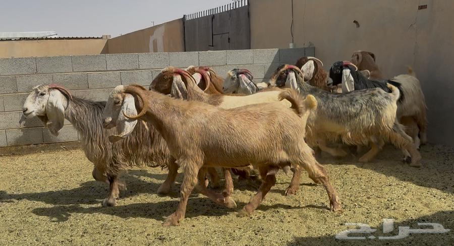 معزا طيبه الغالب دفيع العدد 1064614148332419113