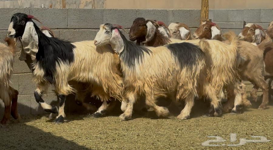 معزا طيبه الغالب دفيع العدد 1064614148332419111