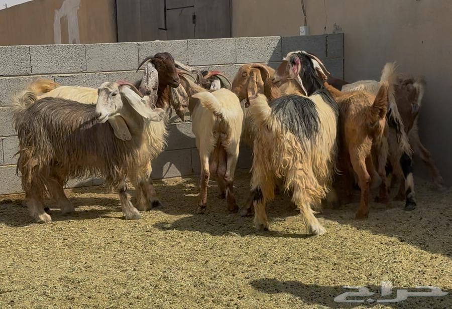 معزا طيبه الغالب دفيع العدد 1064614148332419114