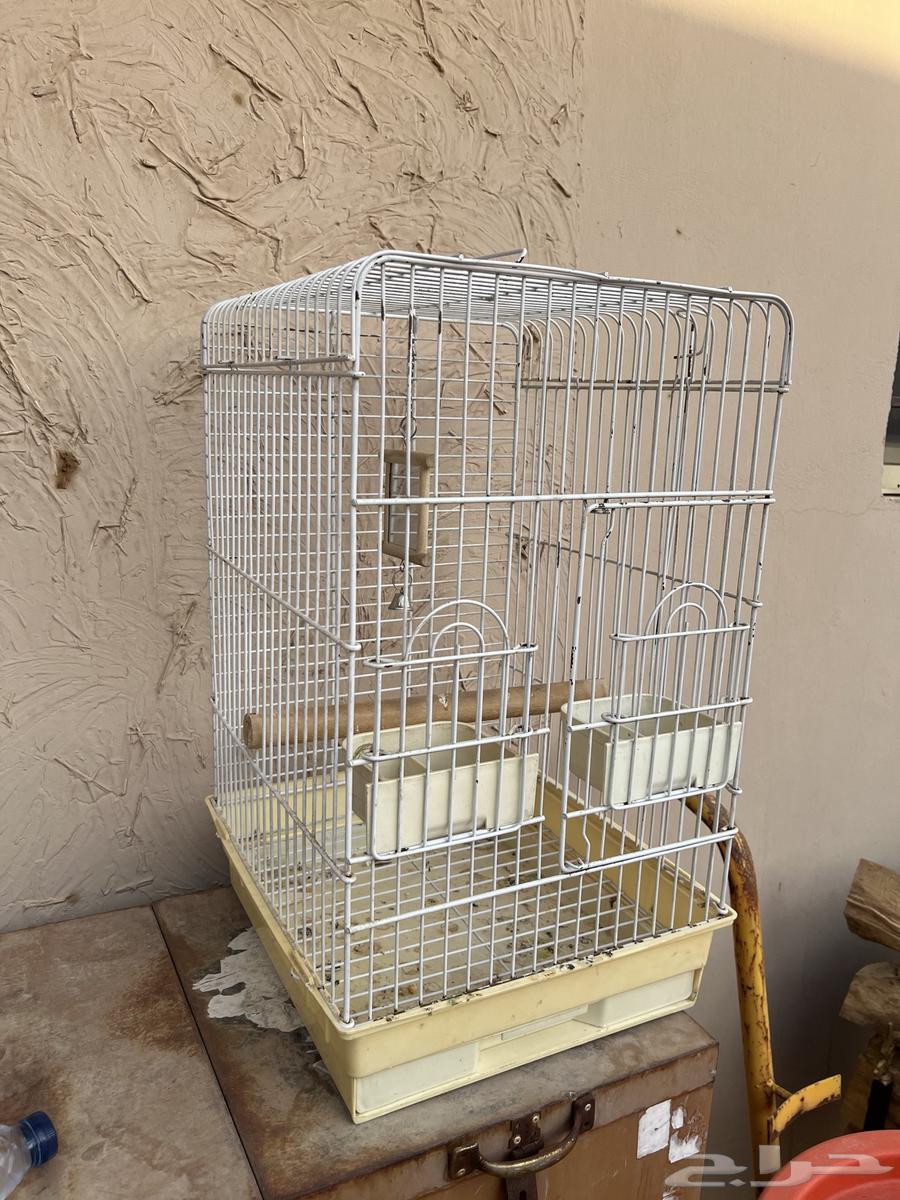 شبك طيور64611904877954110