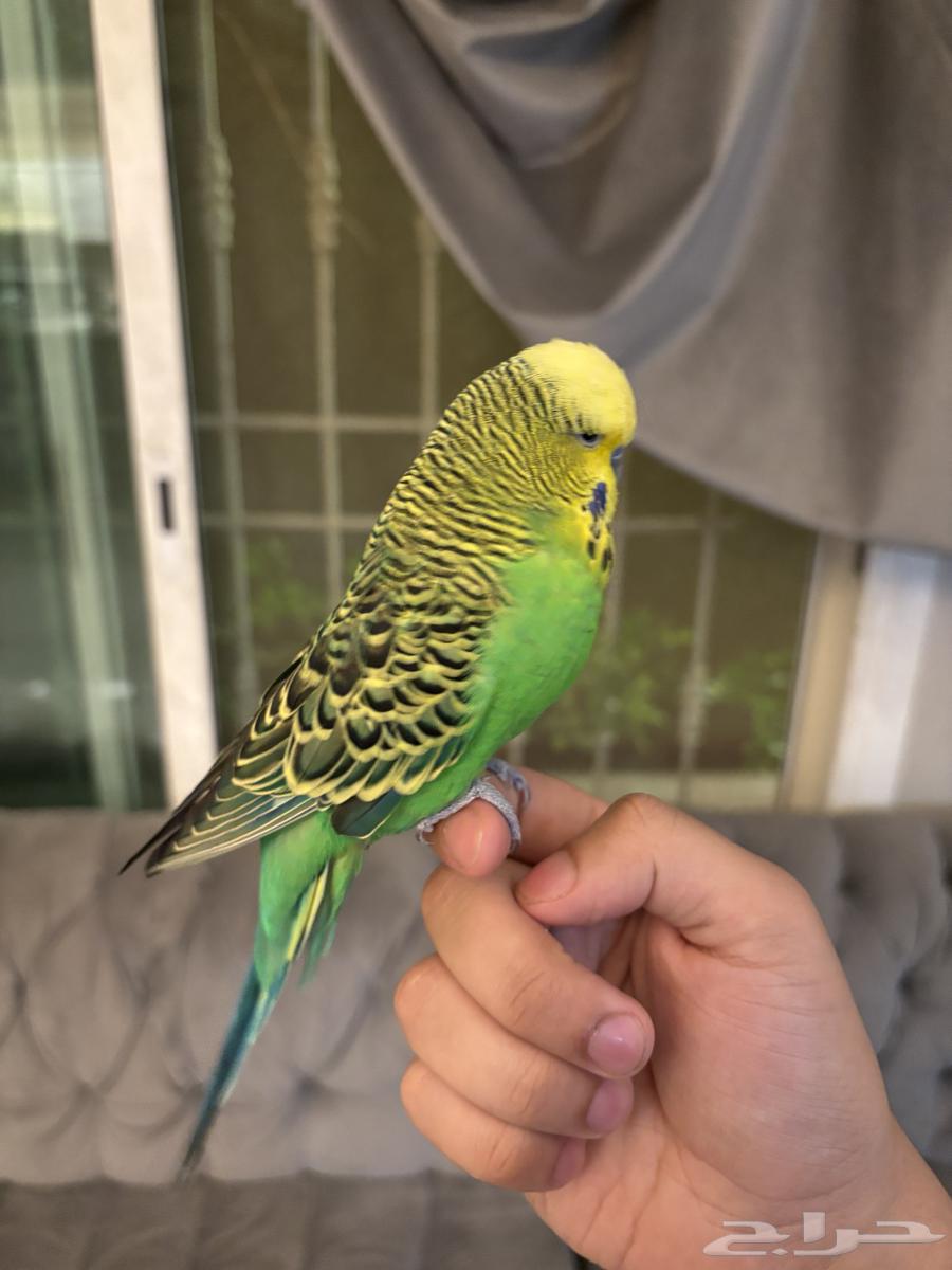 بادجي متكلم سوبر سوبر جامبو64615362170243110