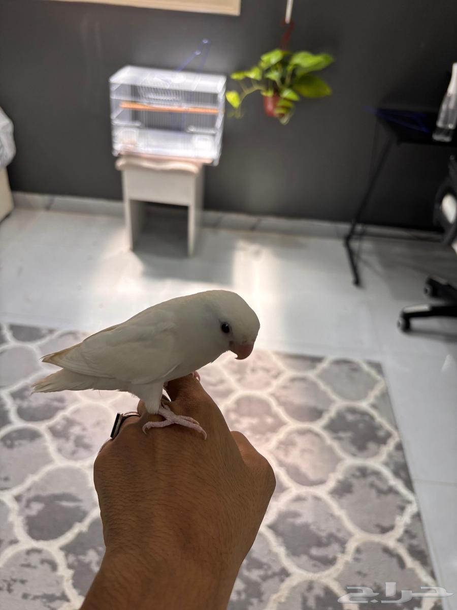 روز البينو هدد64609970452481110