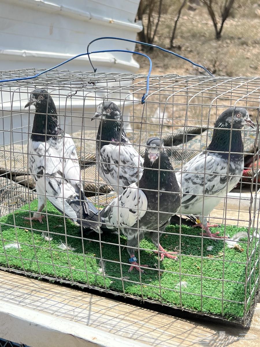 حمام بكستاني بيور جوزين. للبيع64608215587458110