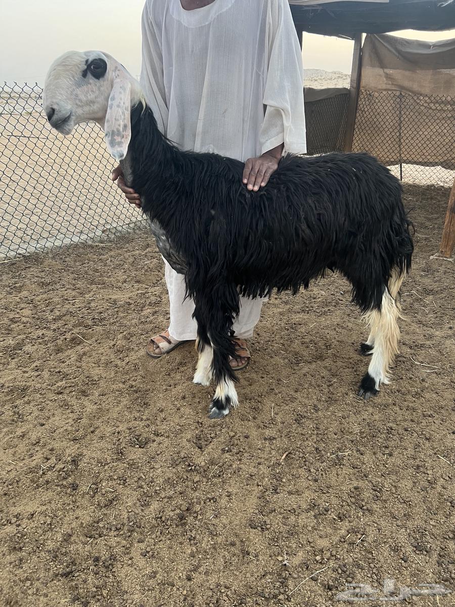 نجد صنف64584926018051113