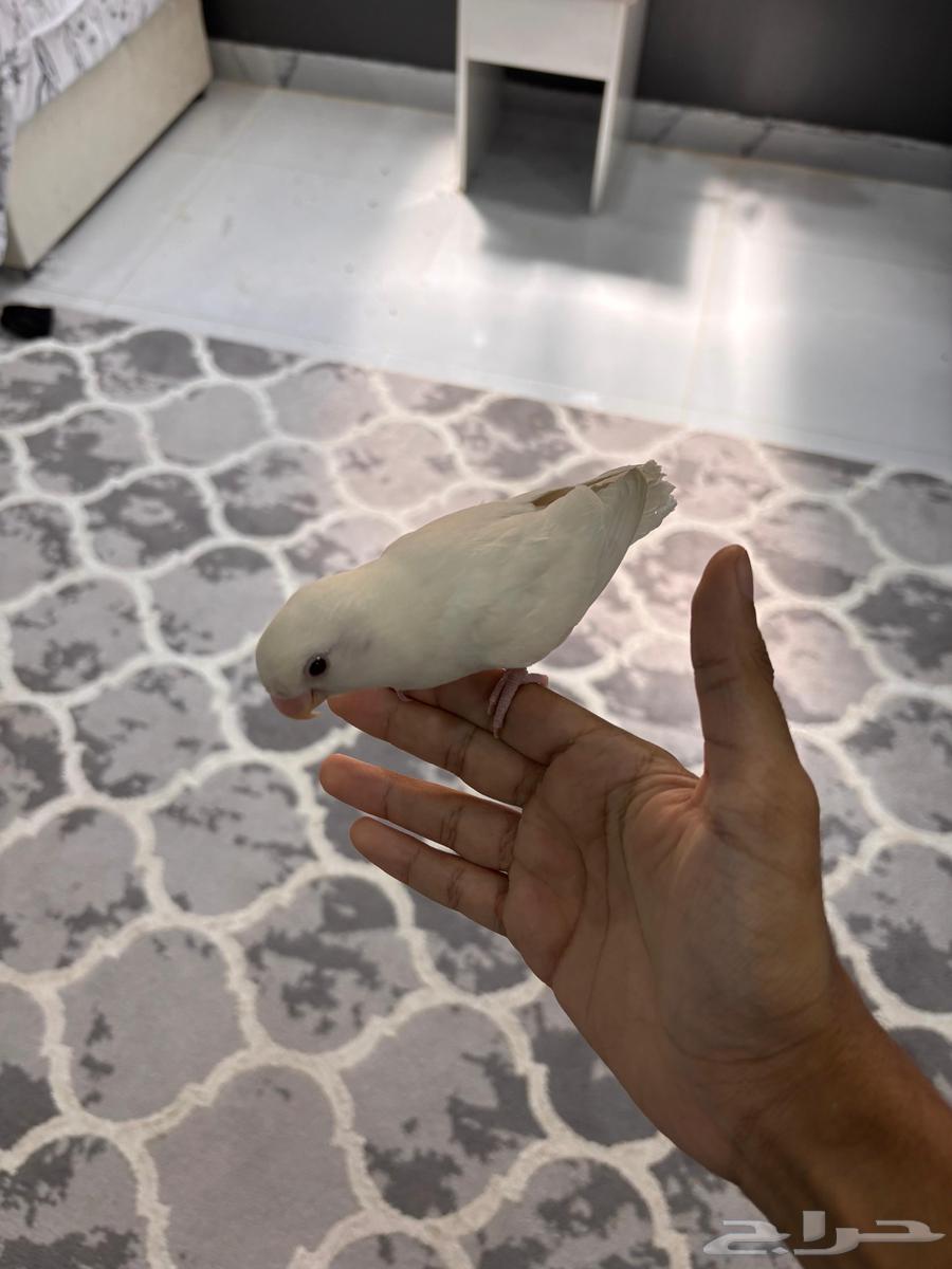 روز البينو هدد64609970452481112