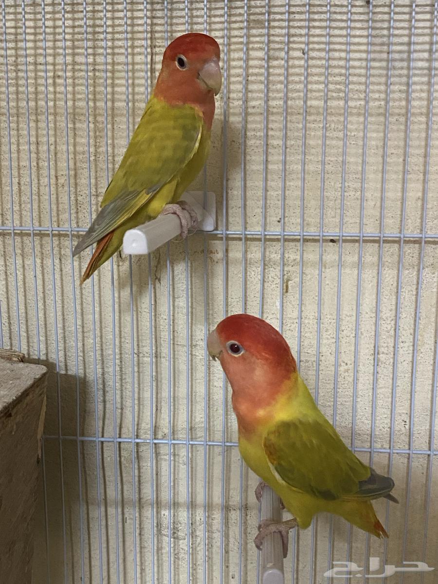 للبيع جوز روز موميز64609448201474112