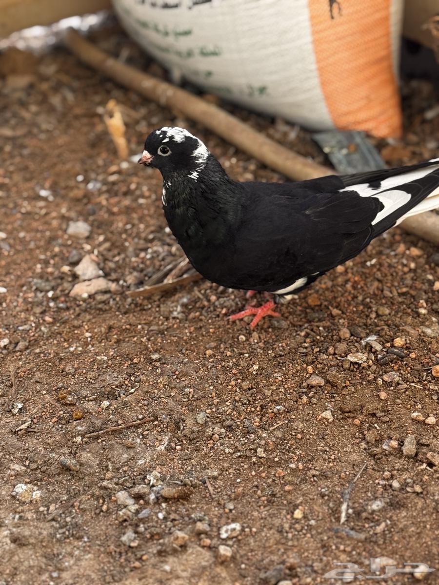 Qatif Walnut64609957948290111