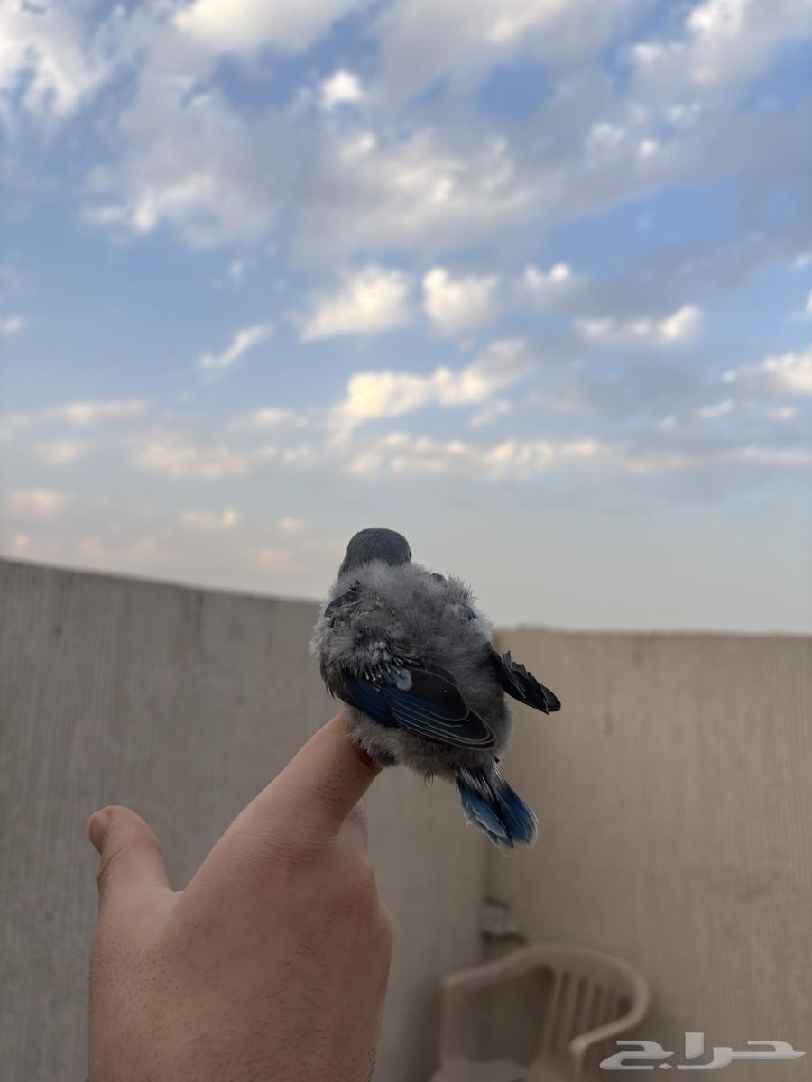 فروخ روز للبيع64612363382531110