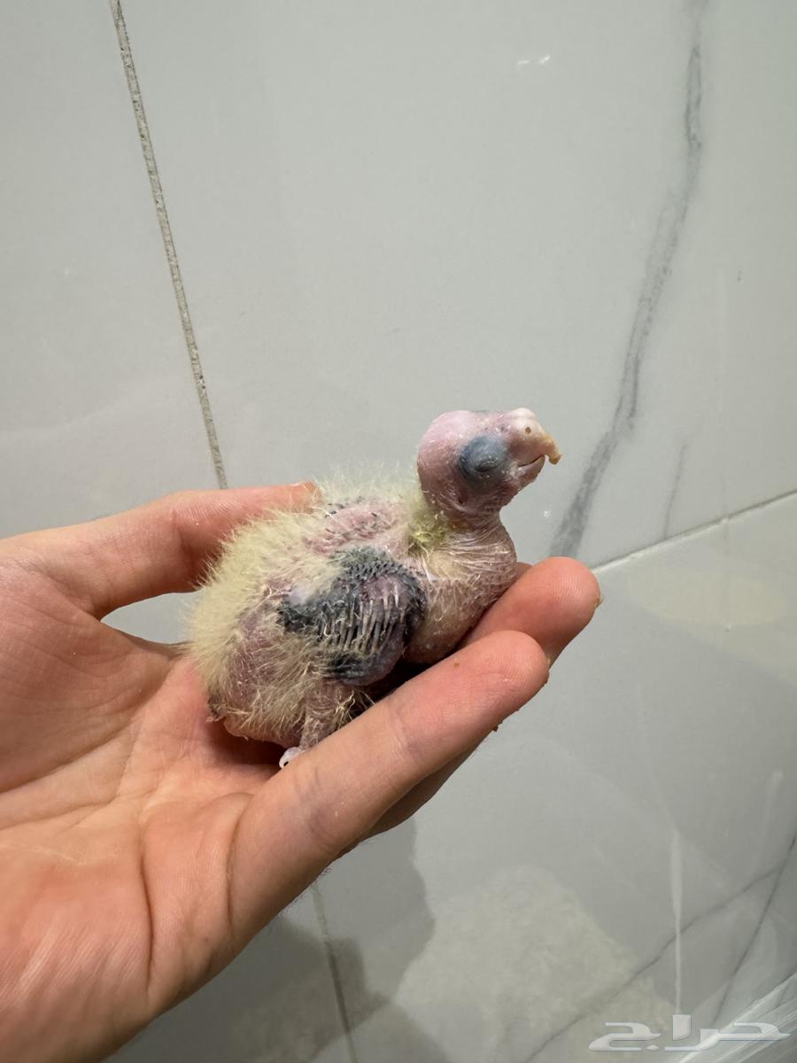 فرخ كروان نورمال اليف بداية غر64613263903491110