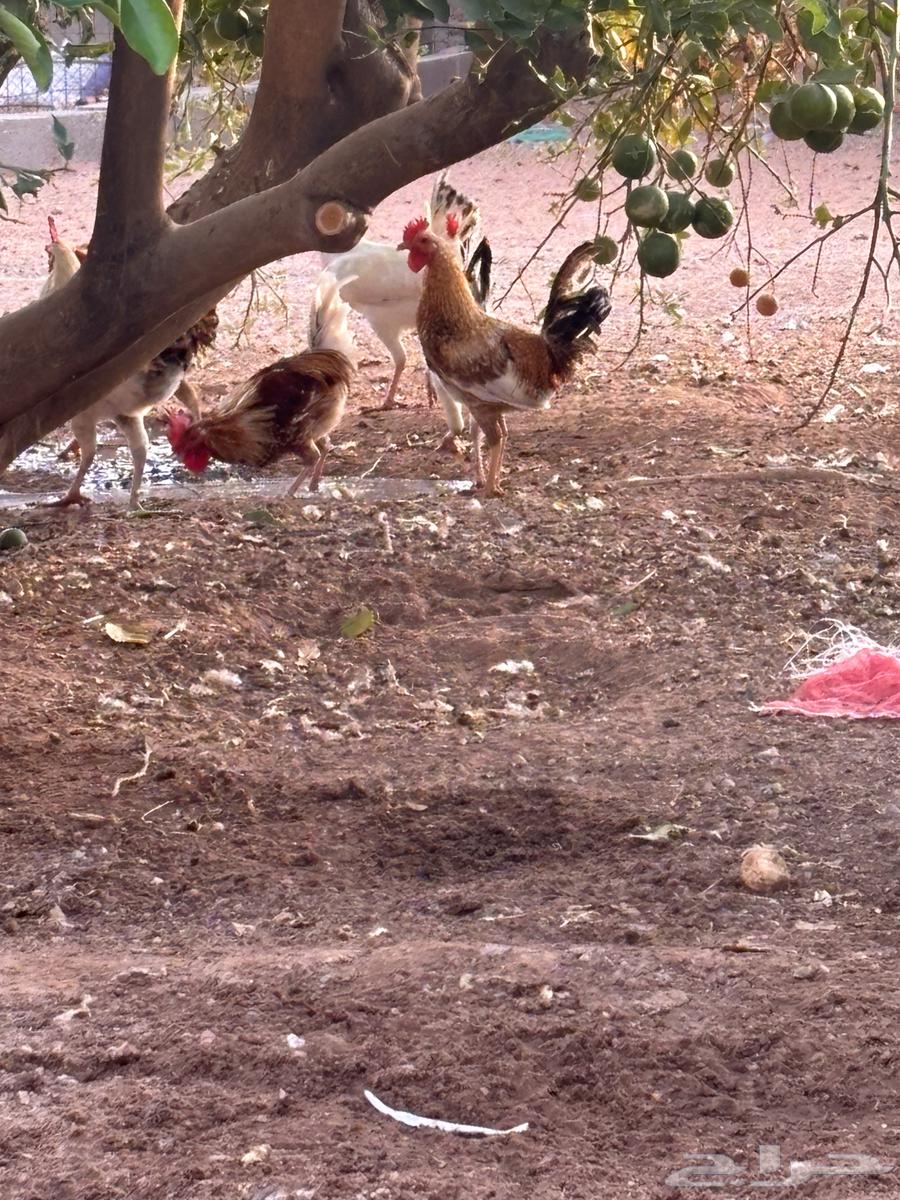 حمام و ديكه للديع64608936279938114