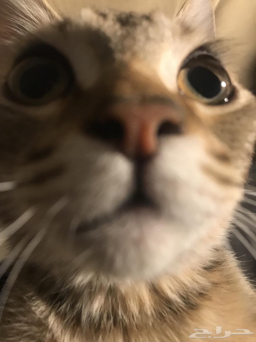 ثلاث قطط للبيع انثى تايقر وذكر تايقر والبيضا هملايا64608290738818113