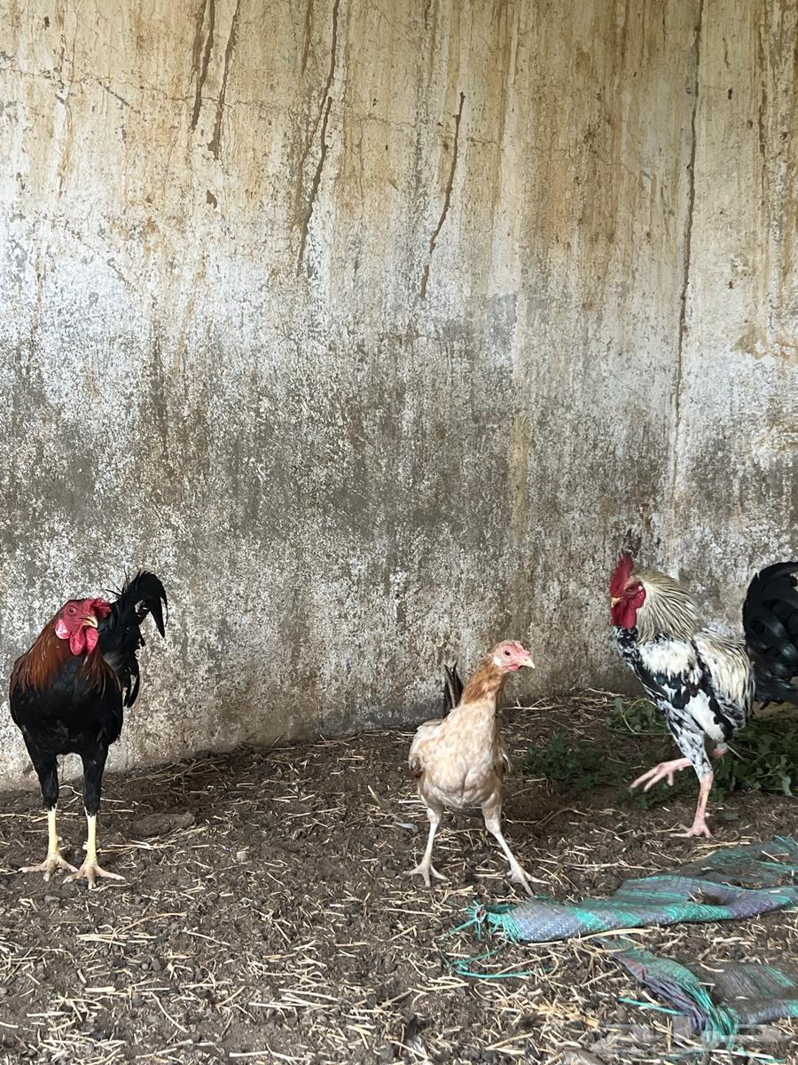 دجاج للبيع64608090823043111