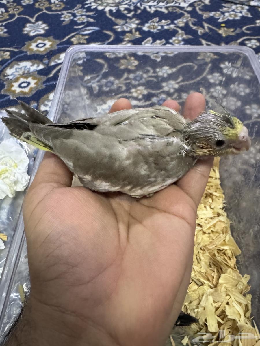 فرخ صن كنيور. فرخين كروان تم البيع64615016583171111