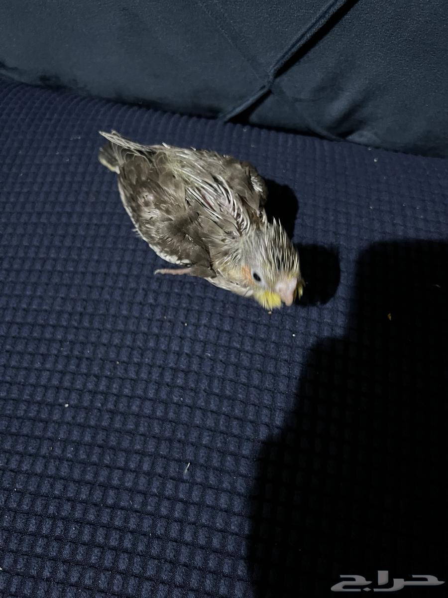 للبيع كروان فرخ64611229708034111