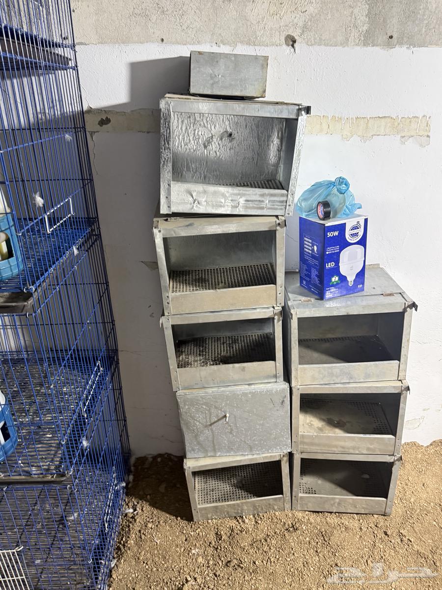 بطاريات ارانب 12 عين الحجم الكبير64615819068035111